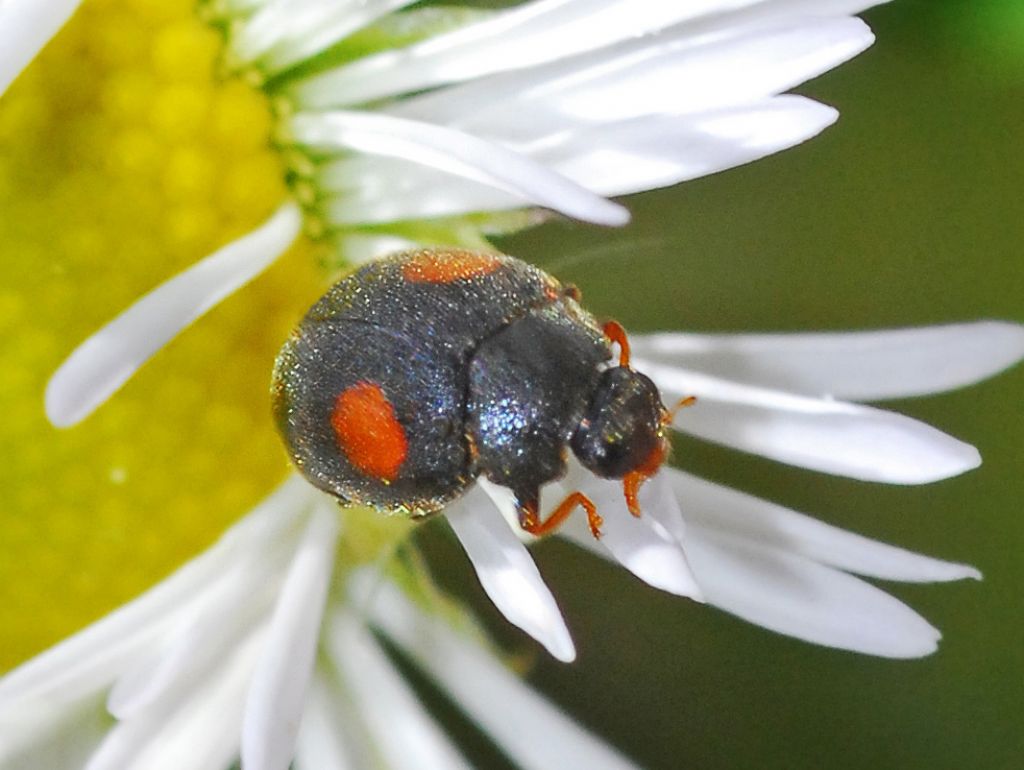 Una coccinella piccola piccola ...Coccinellidae cfr. Scymninae sp.